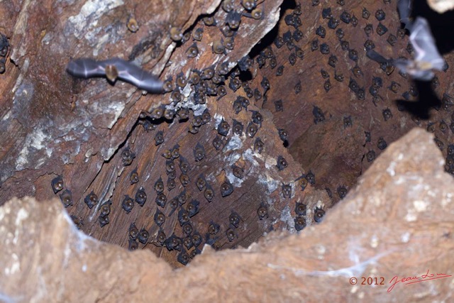 104 IKEI 1 la Grotte Cavite avec Chauves-Souris Hipposideros caffer 12E5K2IMG_75269wtmk.jpg