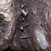 117 IKEI 2 la Grotte Cavite avec Chauves-Souris Miniopteus inflatus 12E5K2IMG_75284wtmk.jpg