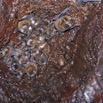 122 IKEI 2 la Grotte Cavite avec Chauves-Souris Miniopteus inflatus et Parasite Penicillidia fulvida 12E5K2IMG_75303wtmk.jpg