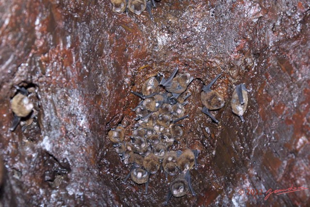 124 IKEI 2 la Grotte Cavite avec Chauves-Souris Miniopteus inflatus et Parasite Penicillidia fulvida 12E5K2IMG_75304wtmk.jpg