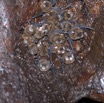 126 IKEI 2 la Grotte Cavite avec Chauves-Souris Miniopteus inflatus et Parasite Penicillidia fulvida 12E5K2IMG_75306wtmk.jpg
