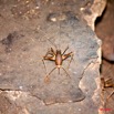 040 TSONA Grotte Insecte Cavernicole 8EIMG_23412wtmk.jpg