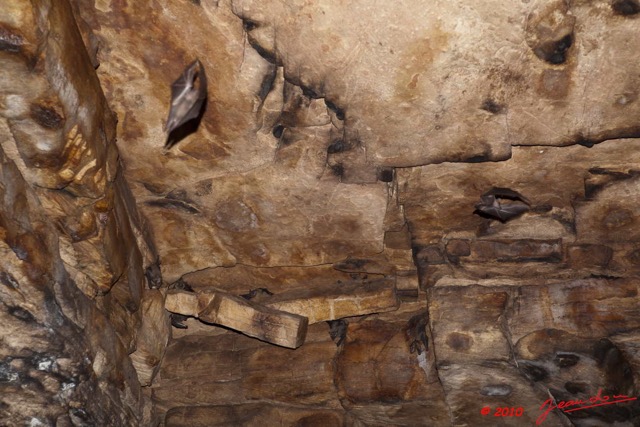 051 Grotte de MBENGA Paroi et Chauve-Souris 10E5K2IMG_63963wtmk.jpg