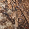 058 Grotte Chauves-Souris Concretions 11E5K2IMG_71991wtmk.jpg.jpg