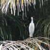061 MINKEBE Descente Riviere Wa Oiseau Heron Gardeboeufs Bubulcus ibis 13E5K3IMG_92922wtmk.jpg