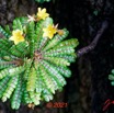 071 KINGUELE 03 la Grande Cascade Plante 120 Rosida Fabida Oxalidales Oxalidaceae Biophytum zenkeri 21E80DIMG_210524146954_DxO-1wtmk 150k.jpg