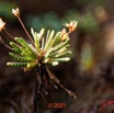 073 KINGUELE 03 la Grande Cascade Plante 120 Rosida Fabida Oxalidales Oxalidaceae Biophytum zenkeri 21E80DIMG_210524146972_DxOwtmk 150k.jpg