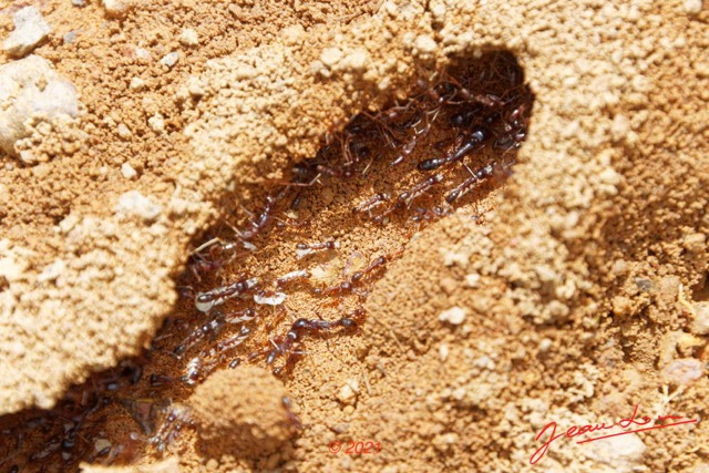 083 KINGUELE 03 Piste vers Tchimbele Insecta 176 Hymenoptera Colonie Magnans Dorylus sp 21E80DIMG_210523146844_DxOwtmk 150k.jpg