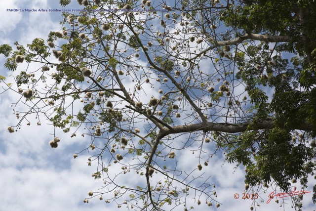 013 PAHON 1a Marche Arbre Bombacaceae Fromager Ceiba pentandra 15E5K3IMG_115312wtmk.jpg