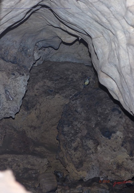 035 PAHON 1a la Grotte Cavite Secondaire et Oiseau Picatharte du Cameroun Picathartes oreas 15E5K3IMG_115380wtmk.jpg