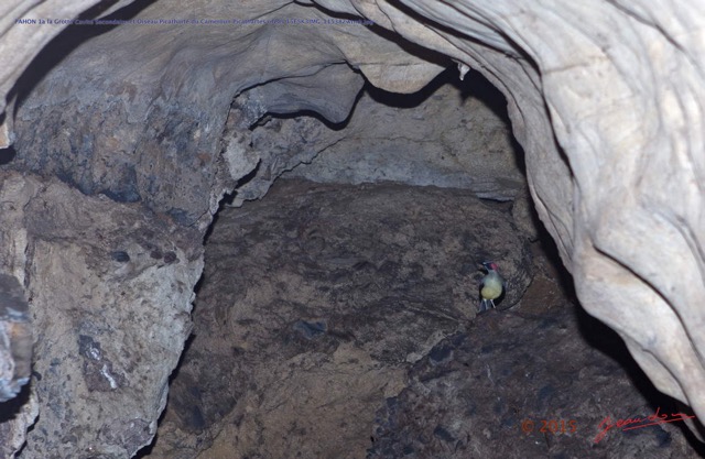 037 PAHON 1a la Grotte Cavite Secondaire et Oiseau Picatharte du Cameroun Picathartes oreas 15E5K3IMG_115382wtmk.jpg
