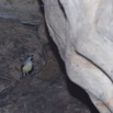 038 PAHON 1a la Grotte Cavite Secondaire et Oiseau Picatharte du Cameroun Picathartes oreas 15E5K3IMG_115381awtmk.jpg