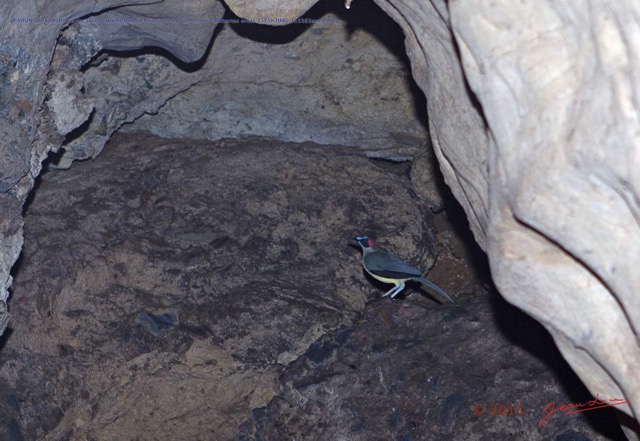 041 PAHON 1a la Grotte Cavite Secondaire et Oiseau Picatharte du Cameroun Picathartes oreas 15E5K3IMG_115383awtmk.jpg