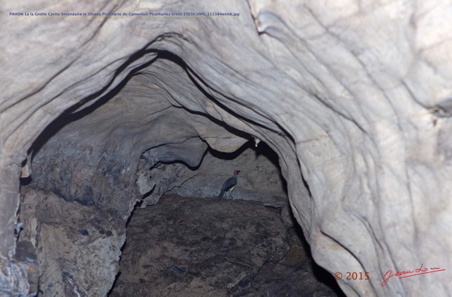 042 PAHON 1a la Grotte Cavite Secondaire et Oiseau Picatharte du Cameroun Picathartes oreas 15E5K3IMG_115384wtmk.jpg