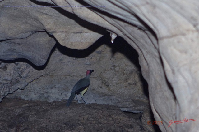 043 PAHON 1a la Grotte Cavite Secondaire et Oiseau Picatharte du Cameroun Picathartes oreas 15E5K3IMG_115384awtmk.jpg