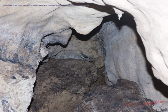 047 PAHON 1a la Grotte Cavite Secondaire et Oiseau Picatharte du Cameroun Picathartes oreas 15E5K3IMG_115388wtmk.jpg