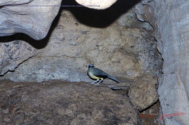 048 PAHON 1a la Grotte Cavite Secondaire et Oiseau Picatharte du Cameroun Picathartes oreas 15E5K3IMG_115388awtmk.jpg