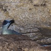 049 PAHON 1a la Grotte Cavite Secondaire et Oiseau Picatharte du Cameroun Picathartes oreas 15E5K3IMG_115398wtmk.jpg