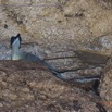 050 PAHON 1a la Grotte Cavite Secondaire et Oiseau Picatharte du Cameroun Picathartes oreas 15E5K3IMG_115399wtmk.jpg