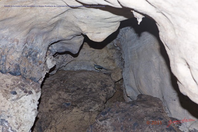 051 PAHON 1a la Grotte Cavite Secondaire et Oiseau Picatharte du Cameroun Picathartes oreas 15E5K3IMG_115387wtmk.jpg