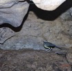 052 PAHON 1a la Grotte Cavite Secondaire et Oiseau Picatharte du Cameroun Picathartes oreas 15E5K3IMG_115387awtmk.jpg