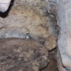 053 PAHON 1a la Grotte Cavite Secondaire et Oiseau Picatharte du Cameroun Picathartes oreas 15E5K3IMG_115396wtmk.jpg