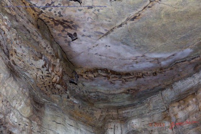 064 PAHON 1a la Grotte Paroi et Chauves-Souris Roussette Rousettus aegyptiacus 15E5K3IMG_115374wtmk.jpg