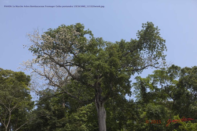 081 PAHON 1a Marche Arbre Bombacaceae Fromager Ceiba pentandra 15E5K3IMG_115320wtmk.jpg