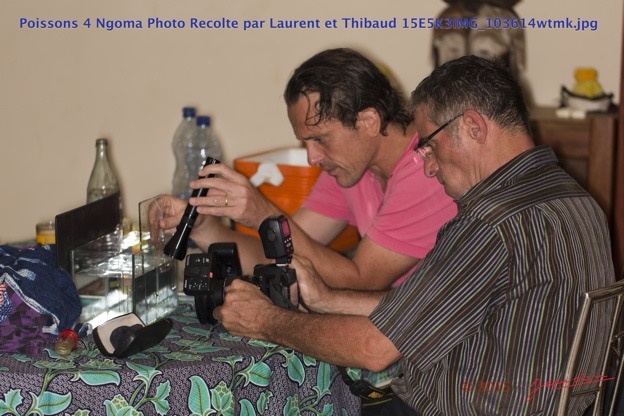 006 Poissons 4 Ngoma Photo Recolte par Laurent et Thibaud 15E5K3IMG_103614wtmk.jpg