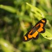 019 EDJANGOULOU Insecte Lepidoptera Hymphalidae Heliconiinae Acraea bonasia Live 13E5K3IMG_91148wtmk.jpg