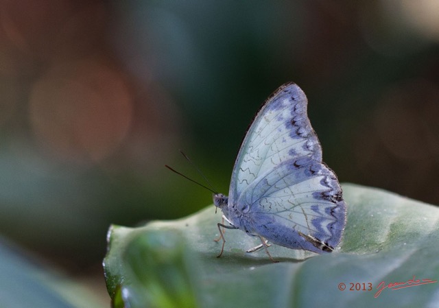 020 EDJANGOULOU Insecte Lepidoptere Nymphalidae Cymothoe caenis Live 13E50IMG_32898wtmk.jpg