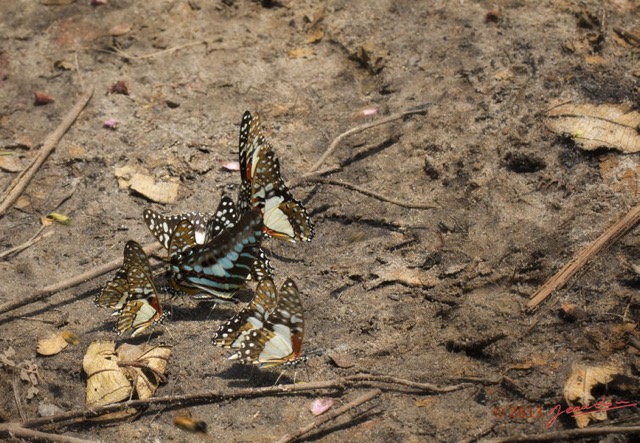 022 EDJANGOULOU Insecte Lepidoptere Papilionidae Graphium polycenes et angolanus Live 13E5K3IMG_90868wtmk.jpg
