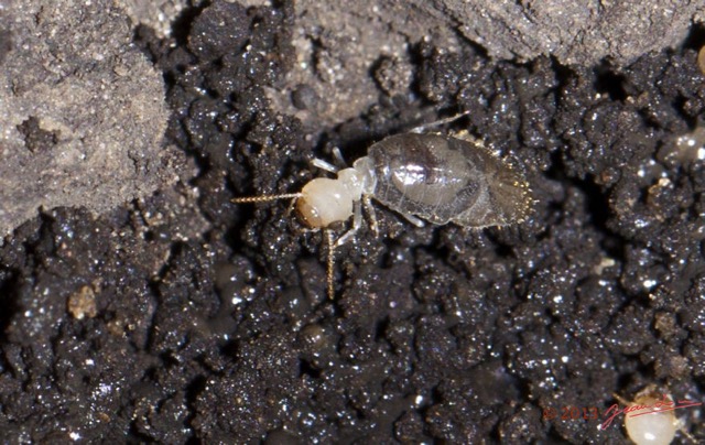 076 EDJANGOULOU Insecte Isoptere Termite Live 13E50IMG_32828wtmk.jpg