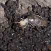 076 EDJANGOULOU Insecte Isoptere Termite Live 13E50IMG_32828wtmk.jpg