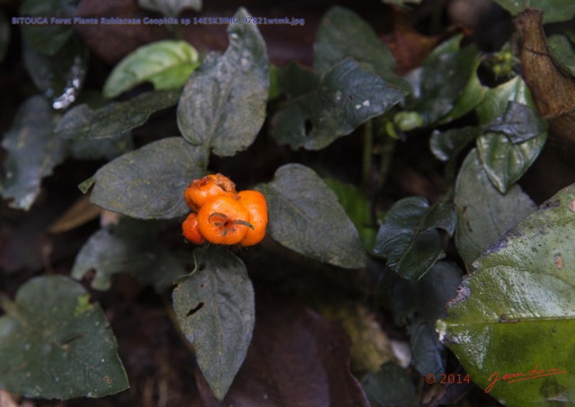 071 BITOUGA Foret Plante Rubiaceae Geophila sp 14E5K3IMG_97821wtmk.jpg