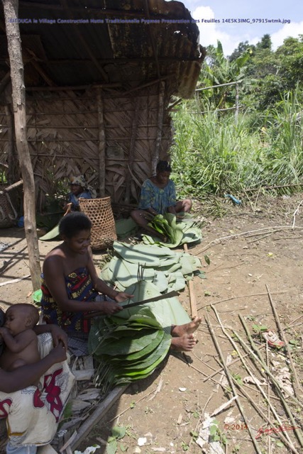 109 BITOUGA le Village Construction Hutte Traditionnelle Pygmee Preparation des Feuilles 14E5K3IMG_97915wtmk.jpg