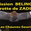 061 Titre Photos Mission1 Zadie Chauves-Souris.jpg