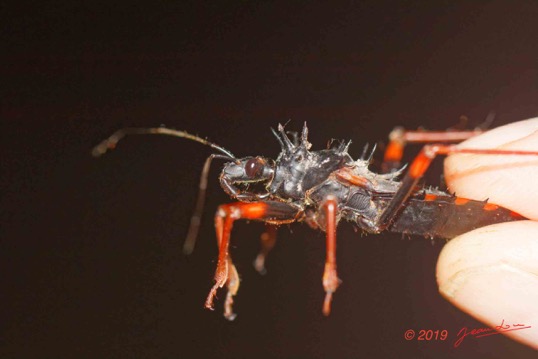 ENTOMO-02-Ivindo-le-Camp-Dilo-Insecta-141-Hemiptera-Heteroptera-Reduviidae-Non-Identifie-19E80DIMG_190816143573_DxOwtmk-Web