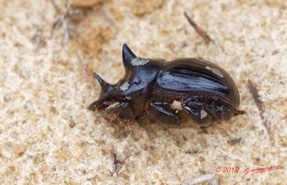 ENTOMO 03 Nyonie la Piste Insecta 159 Coleoptera Scarabaeidae Scarabaeinae Catharsius cassius Kolbe 1893 M 19E80DIMG_190824143969_DxOwtmk-web