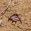 013 ENTOMO 02 Ivindo la Foret Arthropoda 024 FD Arachnida Araneae Araneidae Gasteracantha sp 19E80DIMG_190814143317_DxOwtmk 150k.jpg