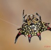 014 ENTOMO 02 Ivindo la Foret Arthropoda 024 FV Arachnida Araneae Araneidae Gasteracantha sp 19E80DIMG_190814143309_DxO-1wtmk 150k.jpg