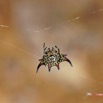 015 ENTOMO 02 Ivindo la Foret Arthropoda 024 FV Arachnida Araneae Araneidae Gasteracantha sp 19E80DIMG_190814143309_DxOwtmk 150k.jpg