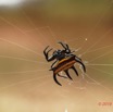 032 ENTOMO 02 Ivindo le Camp Dilo Arthropoda 026 FD Arachnida Araneae Araneidae Gasteracantha sp 19E80DIMG_190817143636_DxOwtmk 150k.jpg