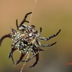 034 ENTOMO 02 Ivindo le Camp Dilo Arthropoda 026 FV Arachnida Araneae Araneidae Gasteracantha sp 19E80DIMG_190817143642_DxOwtmk 150k.jpg