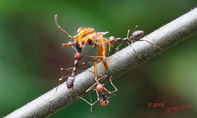 013 ENTOMO 02 Ivindo la Foret Insecta 157 Hymenoptera Formicidae Formicinae Fourmi Oecophylla sp Possible 19E80DIMG_190819143909_Nik_DxOwtmk 150k.jpg