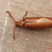 027 ENTOMO 02 Ivindo le Camp Dilo Insecta 142 FD Coleoptera Cerambycidae Neoclosterus sp F 19E80DIMG_190817143586_DxOwtmk 150k.jpg