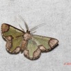 041 ENTOMO 02 Ivindo le Camp Dilo Insecta 152 Lepidoptera Geometridae Geometrinae Archichlora sp 19E80DIMG_190817143767_DxOwtmk 150k.jpg