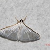 043 ENTOMO 02 Ivindo le Camp Dilo Insecta 154 Lepidoptera Crambidae Spilomelinae Palpita sp 19E80DIMG_190817143772_DxOwtmk 150k.jpg