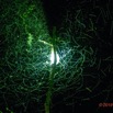 124 ENTOMO 02 Ivindo le Camp Dilo Lampe a Vapeur de Mercure et Insectes Volants la Nuit 19E5K3IMG_190816152011_DxOwtmk 150k.jpg