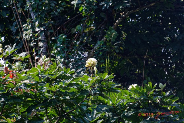 031 ENTOMO 01 Mikongo Arbre 103 Rosidae Fabales Fabaceae Caesalpinioideae Berlinia bracteosa 19E5K3IMG_190811151555_DxOwtmk 150k.jpg